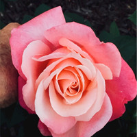 Frank Motors Employee Janice Cannizzaro's profile photo