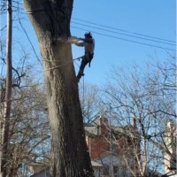 ABC Professional Tree Services, Inc. Employee Justin Simmonds's profile photo