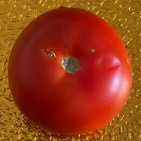 Refine Labs Employee Anayra's profile photo