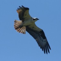 Intralox Employee Marj Davis's profile photo