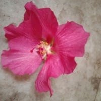 Digital Saathi Employee Rajdeep Manna's profile photo