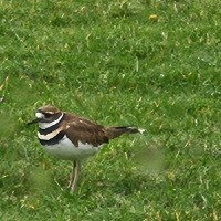 F R C Transport Ltd Employee Kim Blight's profile photo