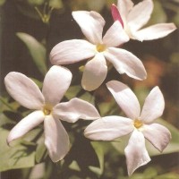 AFC Formation Employee ياسمينة قحام's profile photo