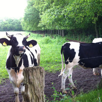 de Stentor Employee Anne Boer's profile photo