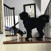 Stacy Lang Email & Phone Number