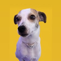 -WorkEthix Employee Hermes Doggie's profile photo