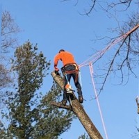 Asplundh Tree Expert, LLC Employee Kyle Mendenhall's profile photo