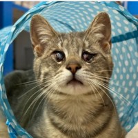 Blind Cat Rescue & Sanctuary, Inc Employee Samantha Steffens's profile photo