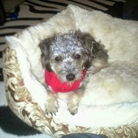 Jitasha Smith Email & Phone Number