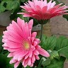 Suguna Devi Email