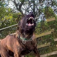 Triton Security Group Employee Wayne Pallant's profile photo