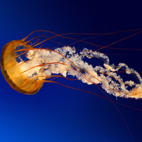 Final Cut Pro Classes Employee Karamjeet Virdi's profile photo