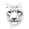 CAP'TRONIC Employee Alexandre Gruas's profile photo