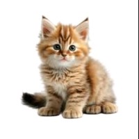 Privé Revaux Employee Ismail Mohamed's profile photo