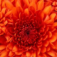 Brenda Wilson Email & Phone Number