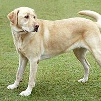 DogTime Media Employee Tester K's profile photo