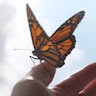 Archer Exteriors Inc Employee Cynthia Hornblower's profile photo