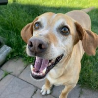 MANCON, LLC. Employee David Antonelli's profile photo