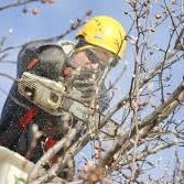 Trees R US Employee Luke Mason's profile photo