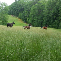 Kennebunk Veterinary Hospital Employee Maggie MacRi's profile photo