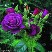 Nescon Employee Rana Ahmad's profile photo