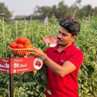 Ulink Agritech PVT LTD Employee Devendra Tripathi's profile photo