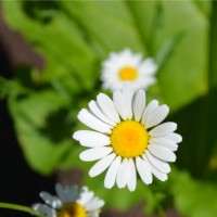 SAQ Employee Marie-Josée Ferland's profile photo