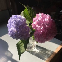 Judith O'Connor Email & Phone Number