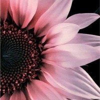 Custom Trucks Employee Susie Epps's profile photo