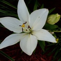 Donna Paris Email & Phone Number