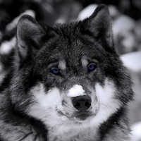 SilverWolf Construction Support Services Employee Gary Coletti's profile photo