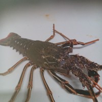 VIVES-EAUX Employee Philippe Vignaud's profile photo