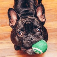 Nowaday Employee Royce the Frenchie's profile photo