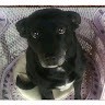Copernicani Employee Sabrina Russo's profile photo