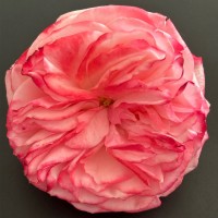 Moetd Employee Seaske Verbeek's profile photo