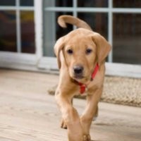 LAcarGUY Employee Sean Sullivan's profile photo