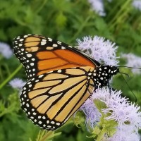Oslin Nation Company Employee Lana Downing's profile photo