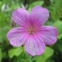 Honey Employee Akbar Azari's profile photo