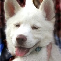 RED SKY Consulting Employee Frankie Donovan's profile photo