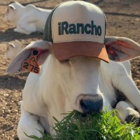 iRancho Employee Breno D.'s profile photo
