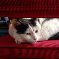 Fargeau Employee Maarten Spreij's profile photo