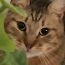 Key Healthcare Employee Jasper Patterson's profile photo