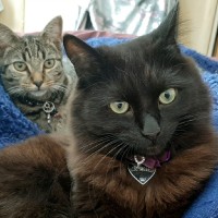 DSPCA Employee Gillian Bird's profile photo