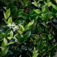 Environmental Intelligence, LLC | A Montrose Environmental Group Company Employee Mpl Sophia H. Kollias's profile photo