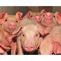 North Carolina Department of Agriculture and Consumer Services Employee Catherine Harris's profile photo