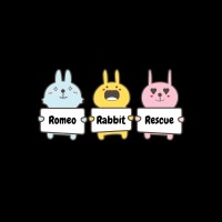 Romeo Rabbit Rescue Employee Erin Silas's profile photo