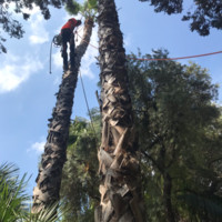 TreeWorks Employee Gerardo Martinez's profile photo