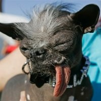 Global Linguist Solutions, LLC Employee Laurence Andrews's profile photo