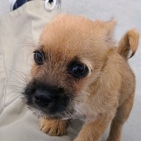 eHealth, Inc. Employee Chris Tessier's profile photo