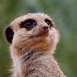 Red Kite Games Employee Ed Hanley's profile photo
